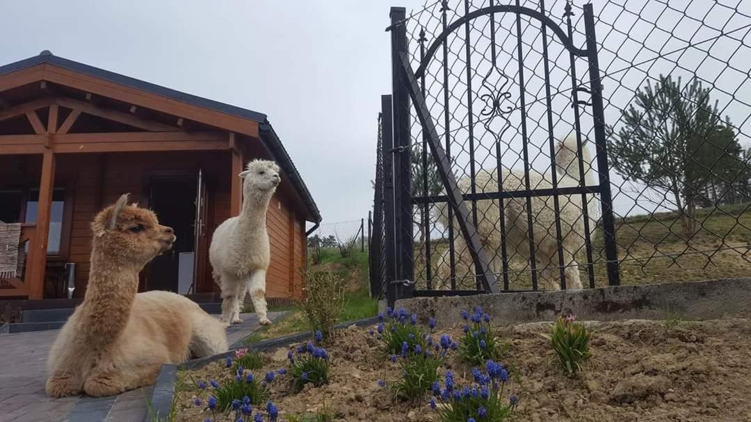 Domki pod lasem Rokiciny Podhalanskie Exterior foto